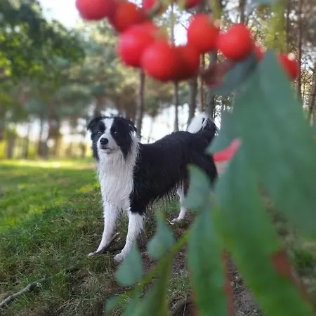 4 Pory Kaszub - Z Bania I Sauna Lodge