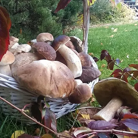 4 Pory Kaszub - Z Bania I Sauna Skoszewo