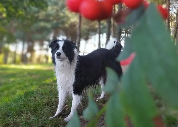 4 Pory Kaszub - Z Bania I Sauna بيت خشبي