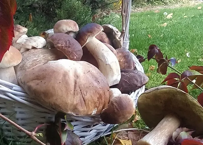 4 Pory Kaszub - Z Bania I Sauna Skoszewo