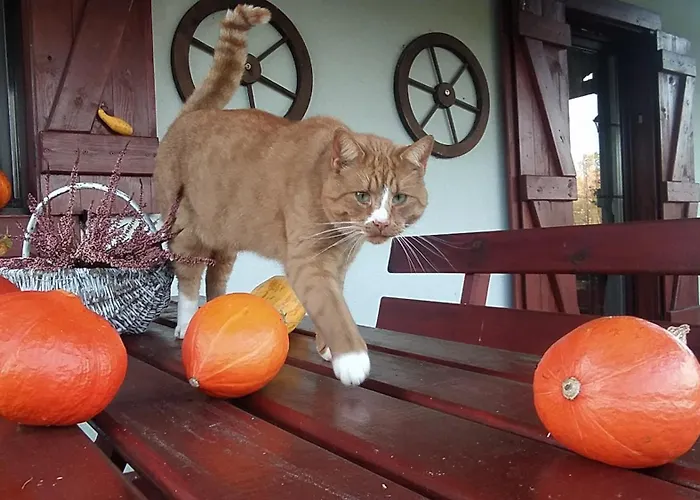 4 Pory Kaszub - Z Bania I Sauna * Skoszewo